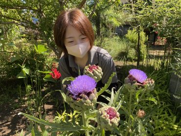 アーティチョーク|「ハーベスト　ガーデン」　（山口県萩市の花屋）のブログ