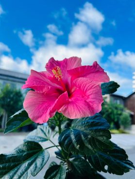 ハイビスカス｜「ハーベスト　ガーデン」　（山口県萩市の花キューピット加盟店 花屋）のブログ