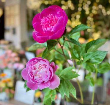 芍薬｜「ハーベスト　ガーデン」　（山口県萩市の花キューピット加盟店 花屋）のブログ