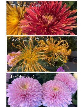 マム「菊」｜「ハーベスト　ガーデン」　（山口県萩市の花キューピット加盟店 花屋）のブログ