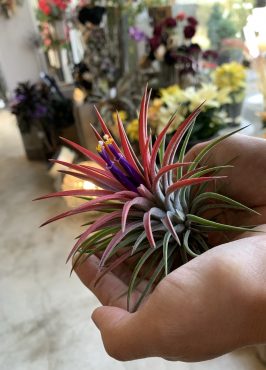 エアプランツ|「ハーベスト　ガーデン」　（山口県萩市の花屋）のブログ