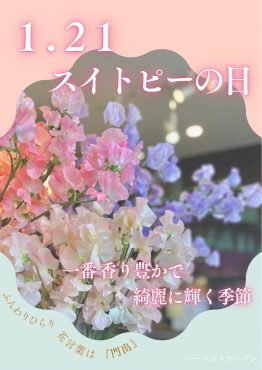 スイトピーの日|「ハーベスト　ガーデン」　（山口県萩市の花屋）のブログ