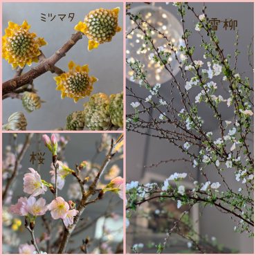 立春｜「ハーベスト　ガーデン」　（山口県萩市の花キューピット加盟店 花屋）のブログ