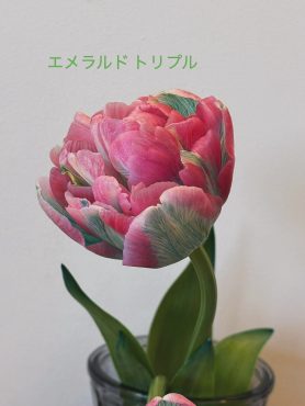 🌷エメラルドトリプル🌷|「ハーベスト　ガーデン」　（山口県萩市の花屋）のブログ