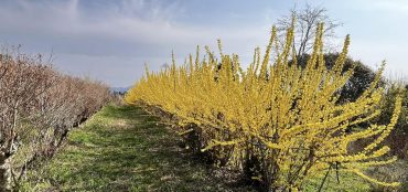 平蕨台の農園|「ハーベスト　ガーデン」　（山口県萩市の花屋）のブログ