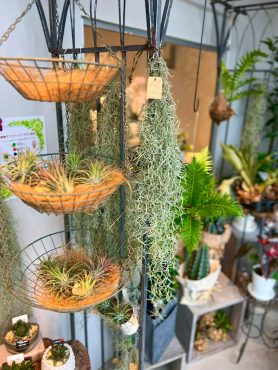 小さな癒しのグリーンコーナー🌵|「ハーベスト　ガーデン」　（山口県萩市の花屋）のブログ